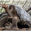 of extinction  We have rounded up a list of 10 of the rarest animals in the wild  These animals are so rare  they might disappear forever  and they re not alone The Pinta Island tortoise Without argument  this turtle is one of the few species of Giant Galapagos tortoises and the rarest animal in the world since there is only one left alive  Lonesome George is the sole