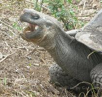 This is important since George is the only surviving member of the sub species  Pinta Island tortoise