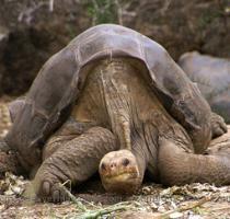 Perhaps Lonesome George should now be called Curious George  The giant Galapagos tortoise earned his moniker by keeping to himself for most of his 36 years of captivity at the Charles Darwin