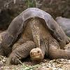 Perhaps Lonesome George should now be called Curious George  The giant Galapagos tortoise earned his moniker by keeping to himself for most of his 36 years of captivity at the Charles Darwin