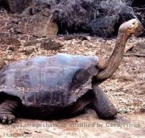 the animals on the brink of extinction  We have rounded up a list of 10 of the rarest animals in the wild  These animals are so rare  they might disappear forever  and they re not alone  The Pinta Island tortoise