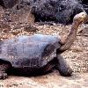 the animals on the brink of extinction  We have rounded up a list of 10 of the rarest animals in the wild  These animals are so rare  they might disappear forever  and they re not alone  The Pinta Island tortoise