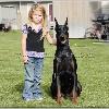 Sold Queenland Von Karpatia  Boris  Available as a trained Protection dog  on and off leash obedience and civil personal protection  His grips are solid  he does live bite and you can t drive him off the bite  His