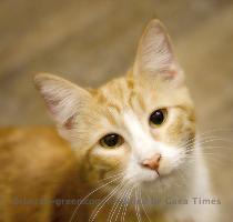 is Chester  He is an orange tabby that needs a home but it has to be a good match and permanent  I think he has the sweetest face  He likes attention and to loves to play with other cats  Chester 1