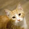 is Chester  He is an orange tabby that needs a home but it has to be a good match and permanent  I think he has the sweetest face  He likes attention and to loves to play with other cats  Chester 1