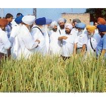 PAU to intensify research on herbicides Ludhiana  September 15