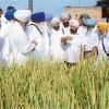 PAU to intensify research on herbicides Ludhiana  September 15