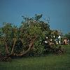 to the south near Anadarko  Oklahoma another tornado was in progress  While proceeding south to the next storm we came upon damage consisting of busted power poles  downed lines and uprooted trees  Later  while inspecting the damage path we watched the large thunderstorm complex near Lawton