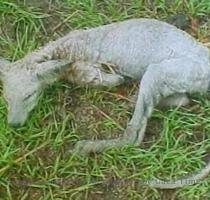were found with puncture wounds and were drained of blood  A total of 150 farm animals were reportedly killed by the beast  Since then  sightings have been reported from Chile to Maine  The mythical beast also found its way into popular culture and television  CNN s Ed Lavandera called the chupacabra the  bigfoot of Latino culture   The animal gets its name from Spanish