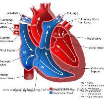 As the lower chambers contract  they pump blood through the pulmonary and aortic valves  The pulmonary valve opens to allow blood to flow from the right