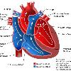 As the lower chambers contract  they pump blood through the pulmonary and aortic valves  The pulmonary valve opens to allow blood to flow from the right