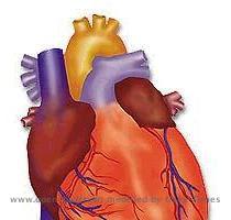 The human heart is an extremely complex organ  which necessitates the concordance of thousands of cells