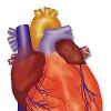 The human heart is an extremely complex organ  which necessitates the concordance of thousands of cells