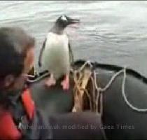 Boat p p picks up a penguin Cheeky bird     the penguin on the boat