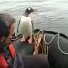 Boat p p picks up a penguin Cheeky bird     the penguin on the boat