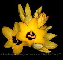 De los siguientes palabras hay una foto  Amarillo Berenjena Or�gano Pimienta