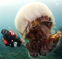 Posted on 20 July 2009 by Noreen More than 6 ft 7 inches wide  over 450 lbs   while it may sound more like a sumo wrestler description we re actually talking about the Giant Jellyfish or Nomura s Jellyfish  Echizen kurage in