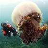 Posted on 20 July 2009 by Noreen More than 6 ft 7 inches wide  over 450 lbs   while it may sound more like a sumo wrestler description we re actually talking about the Giant Jellyfish or Nomura s Jellyfish  Echizen kurage in