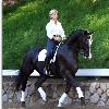 September 2008   Taison Qualifies for the 2008 USEF National Championship for Developing Horses in Kentucky  During 2008 show season Mette s goal was to qualify Taison for this event  The top 20 horses in America each year are picked to go  The test is similar to