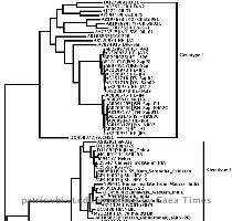 this tree was generated using MrBayes  a Bayesian tree phylogeny inference program  Accession numbers  followed by the name of the strain or isolate  are found at the tips of the branches