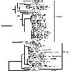 this tree was generated using MrBayes  a Bayesian tree phylogeny inference program  Accession numbers  followed by the name of the strain or isolate  are found at the tips of the branches