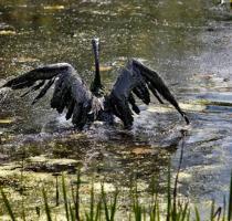 Company doubling workforce on Mich  river spill