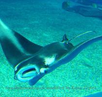 had been still born  but we were so relieved when she finally started swimming around   the aquarium s manta ray breeder  Minoru Toda  said in a telephone interview  Scroll down for more    Giant manta rays can grow to be almost 7 metres in diameter The birth on Saturday followed a pregnancy of more than a year after the 4 2 metre mother ray mated with a male manta also kept