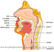 to your stomach  If you find it difficult to swallow  the problem can occur at any one or more of these four stages  Difficulties at different stages cause different problems and symptoms