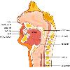 to your stomach  If you find it difficult to swallow  the problem can occur at any one or more of these four stages  Difficulties at different stages cause different problems and symptoms