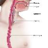 Trouble swallowing Swallowing problems  dysphagia  can occur anywhere along the path from your mouth to your stomach  IM01645