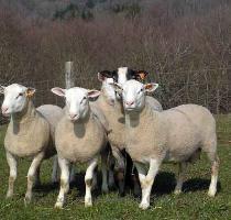 agriculturii  padurilor si dezvoltarii rurale pe anul 2009  Conform actului normativ  sprijinul financiar va fi acordat pentru acele specii de ovine si sau caprine cu varsta cuprinsa intre 16 luni si 4 ani  din rase de lapte  carne sau pielicele  atestate prin certificat de origine  Sprijinul va fi acordat sub forma de prima de cumparare  Beneficiarii sprijinului pot fi crescatorii