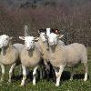 agriculturii  padurilor si dezvoltarii rurale pe anul 2009  Conform actului normativ  sprijinul financiar va fi acordat pentru acele specii de ovine si sau caprine cu varsta cuprinsa intre 16 luni si 4 ani  din rase de lapte  carne sau pielicele  atestate prin certificat de origine  Sprijinul va fi acordat sub forma de prima de cumparare  Beneficiarii sprijinului pot fi crescatorii