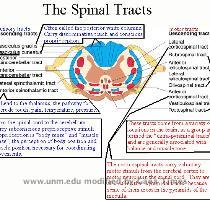 spinal tracts