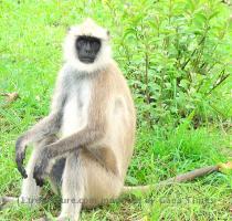 langur