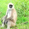 Langur