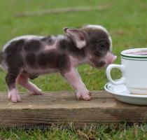 Things to Know about Miniature Pigs   by Dave Along with all the pain suffered by people the world over due to the current economic crisis  it s our pets  and pet miniature pigs   who are suffering more than most of us can imagine