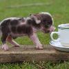 Things to Know about Miniature Pigs   by Dave Along with all the pain suffered by people the world over due to the current economic crisis  it s our pets  and pet miniature pigs   who are suffering more than most of us can imagine