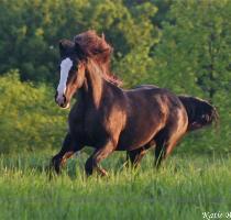Registration    GV00935F1 Date of Birth  May 10  2007 Color DNA   heterozygous for tobiano