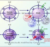 shrinkage  cell volume is regulated by the process Regulatory volume increase  RVI   which is mediated primarily by Na   H   exchange  Na    K    2 Cl   cotransport  and Na   channels  Figure 1  Effectors involved in RVD and RVI  We have specifically concentrated on NHE1  NKCC1  IK  vol and ICl  vol and the organic osmolyte uptake system TauT  See text for details