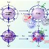 shrinkage  cell volume is regulated by the process Regulatory volume increase  RVI   which is mediated primarily by Na   H   exchange  Na    K    2 Cl   cotransport  and Na   channels  Figure 1  Effectors involved in RVD and RVI  We have specifically concentrated on NHE1  NKCC1  IK  vol and ICl  vol and the organic osmolyte uptake system TauT  See text for details