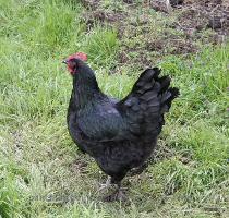 black chicken jpg