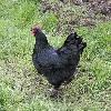 black chicken jpg black chicken jpg
