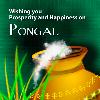 Pongal   Tamil New Year 2010 wish your friends by sending greetings and wallpapers   Download popular festival Kolam designs which    0 comments