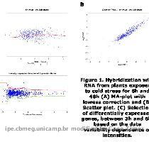 RESULTS Table1  Summary data of this study  Figure 1  Hybridization with RNA from plants exposed to cold stress for 6h and 48h  A  MA plot with lowess correction and  B  Scatter plot   C  Selection of differentially expressed genes