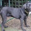 and strong   because this was the character of the dogs  A Pugliesian proverb is  Forte come un Corso   which means  strong as a Corso   and was used to describe strong men  Cane Corso Pictures Click below to see